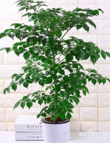 室内幸福树怎么养才能更旺盛