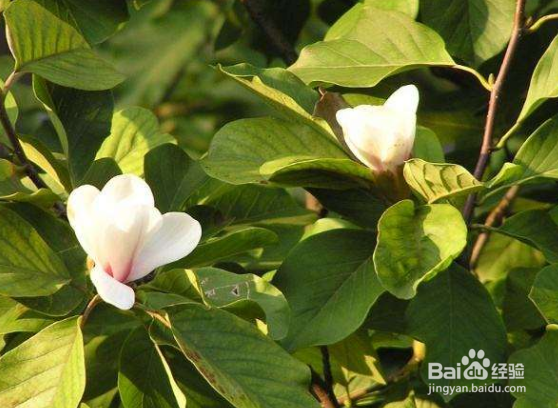 玉兰树的养殖方法和注意事项