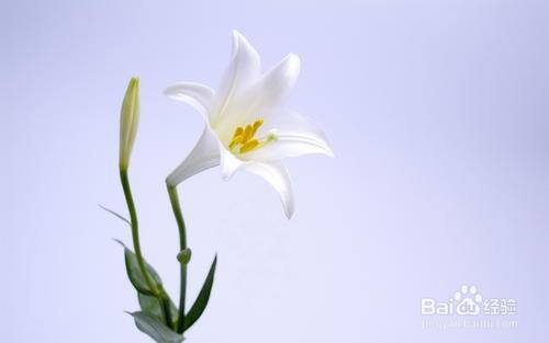 百合花的寓意 百度经验
