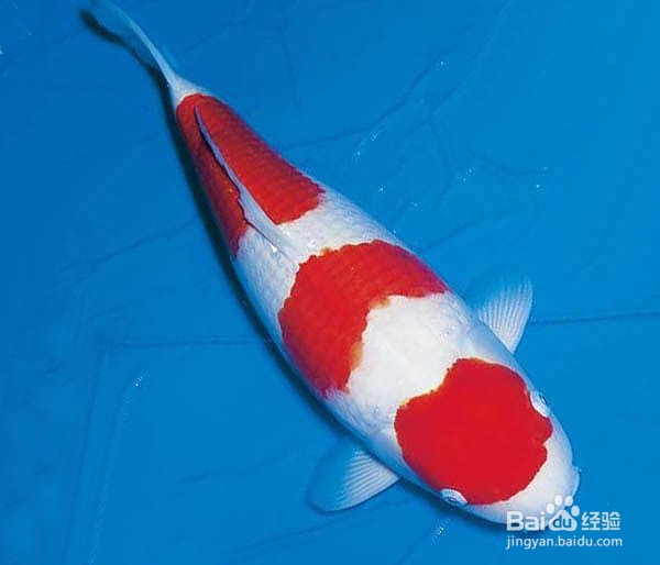 锦鲤的品种图解