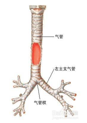 内科病：[1]急性支气管炎怎么治？