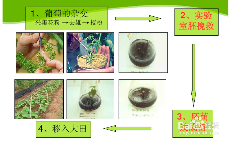 无籽葡萄怎么种出来的