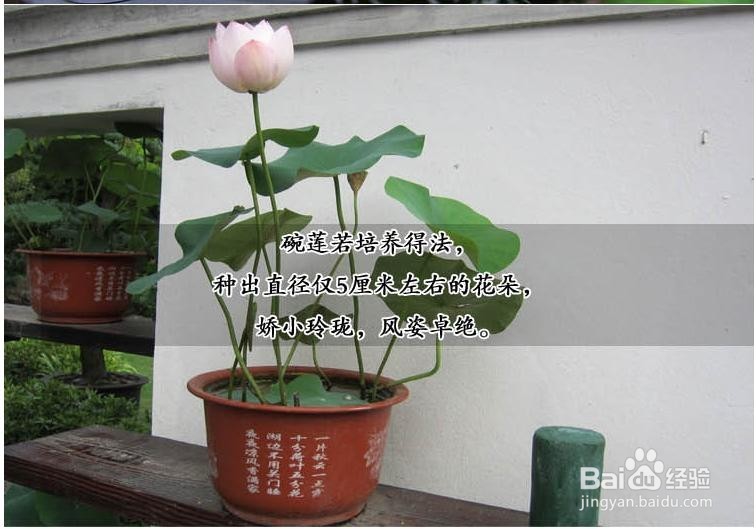 水培植物 碗莲种子 迷你睡莲种子 四季播种