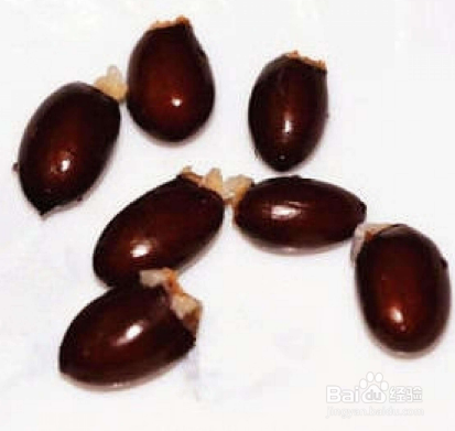 荔枝种子种植方法