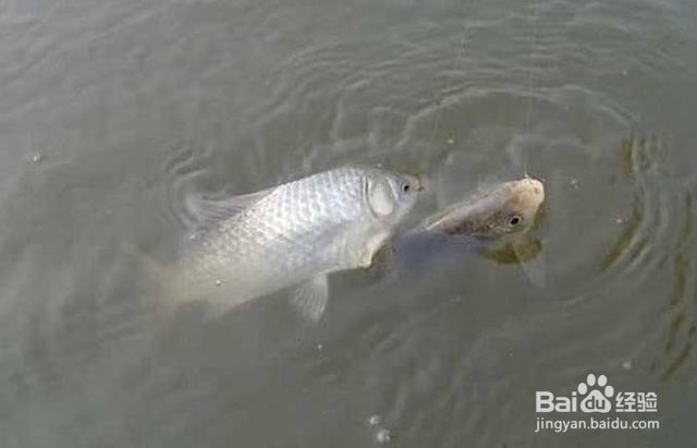 钓鲫鱼的选位方法