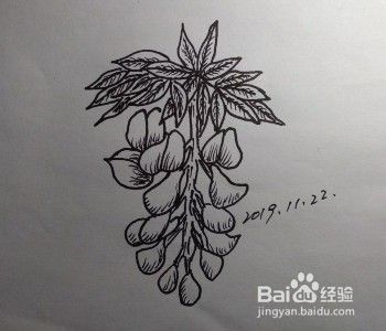 花卉画法教程：怎么画藤萝？如何画紫藤萝？