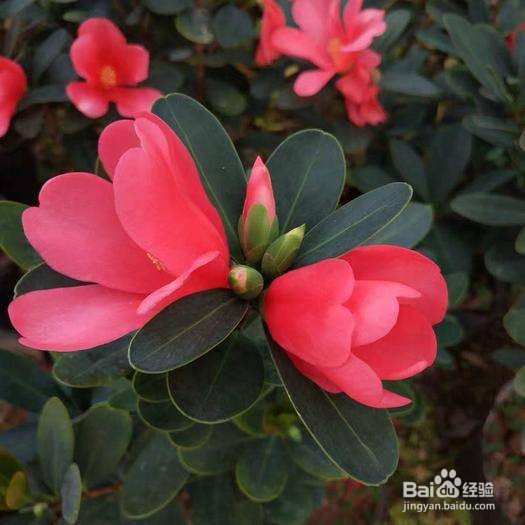 杜鹃红山茶花注意事项
