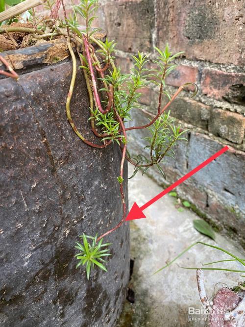 太阳花 大花马齿苋 怎么分枝扦插繁殖方法 百度经验 太阳花 大花马齿苋 怎么分枝扦插繁殖方法 百度经验