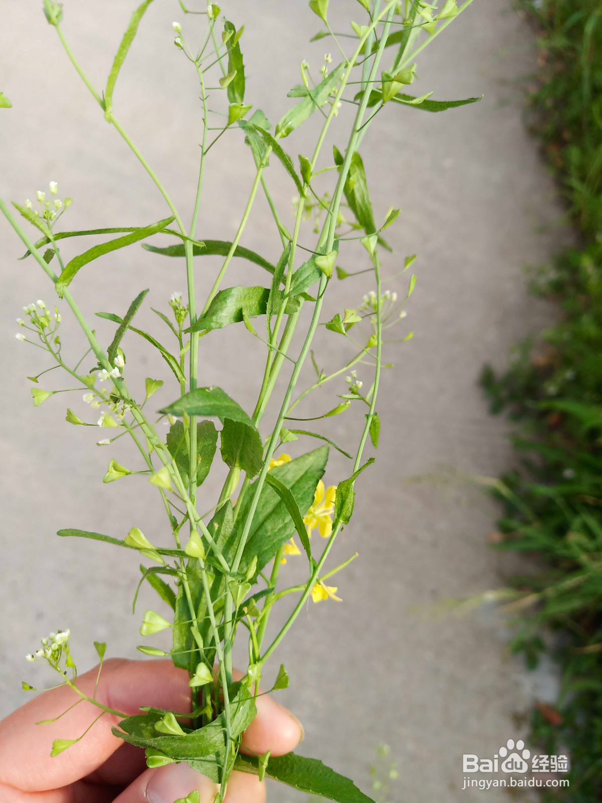荠菜花煮鸡蛋的做法
