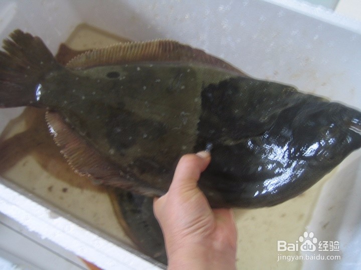 老年人怎样去海鱼的麟