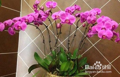 蝴蝶兰夏季怎么管理