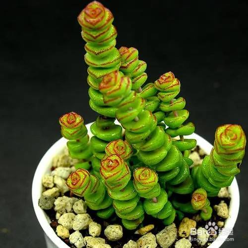 钱串夏天怎么养护