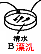 如何操作高中生物有丝分裂实验