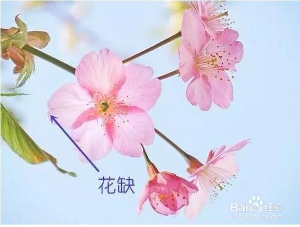 如何区分梅花、樱花、桃花、海棠