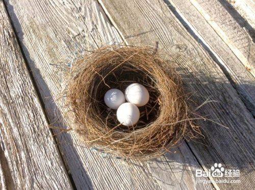 不用孵蛋器怎么孵鸟蛋