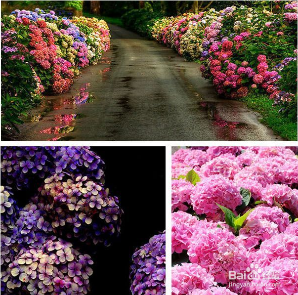 绣球花如何养殖