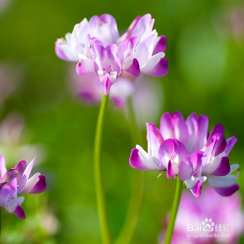 紫云英养殖时需要注意什么？