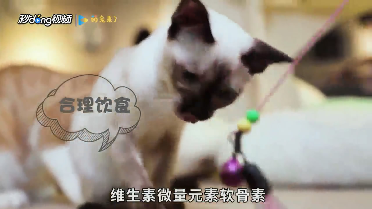 暹罗猫怎么养