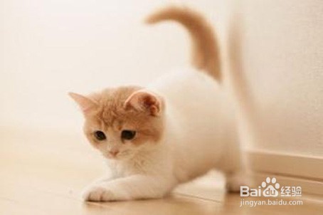 怎么训练猫