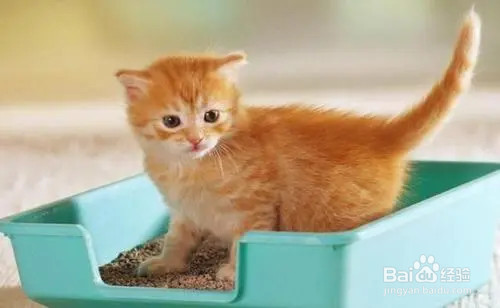 小猫护食特别凶怎么办
