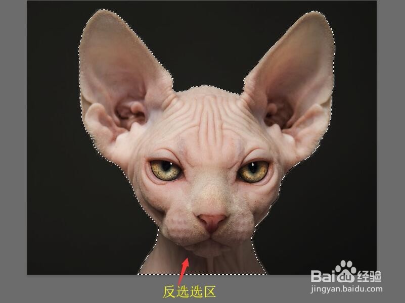 Photoshop 如何创建图像的木刻效果