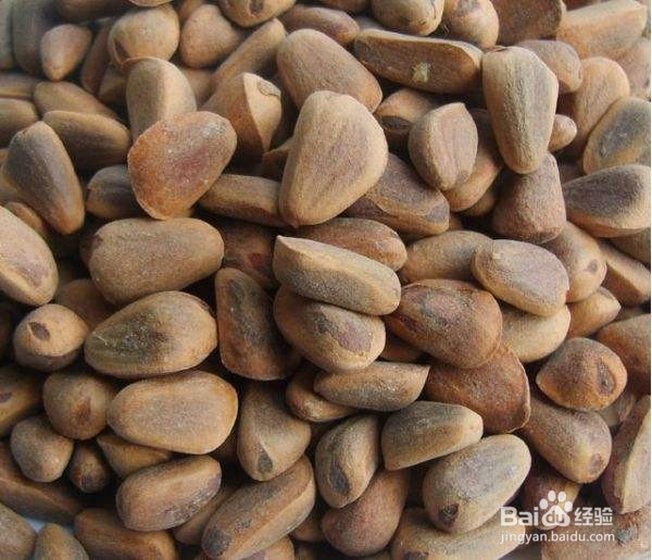 初中生物:种子萌发的条件
