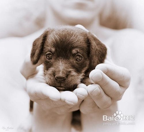 冬季幼犬护理