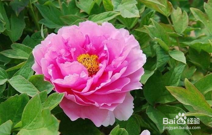 牡丹夏天怎么维护