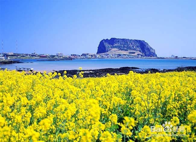 韩国济州岛5日半自助游：赏枫品美食