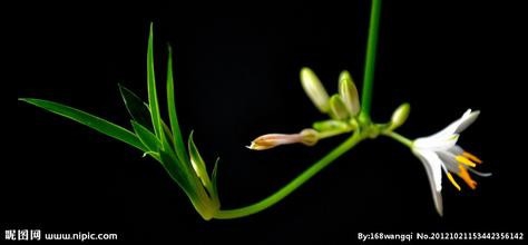 新装修的房子，新家具，如何快速去甲醛？