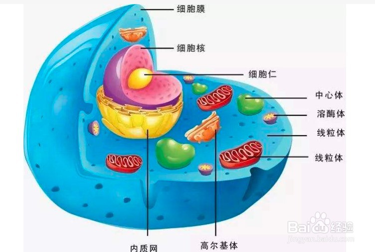 如何判断有无核膜？