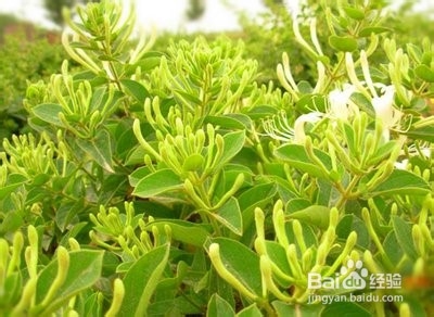 金银花怎么种