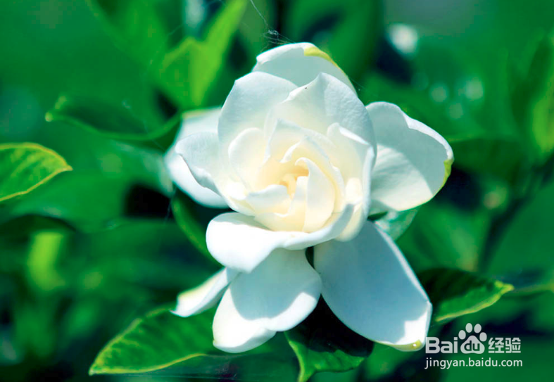 栀子花的养殖方法和注意事项