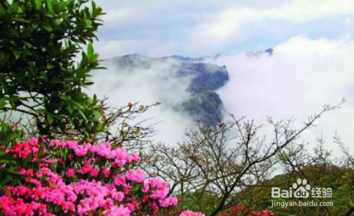 金佛山杜鹃花赏花路线