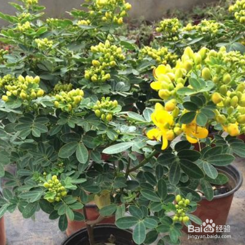 黄金木盆景怎么养