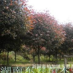 旅行日本景点
