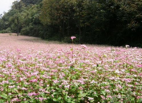 贵州毕节旅游和美食攻略