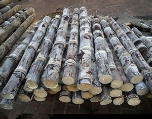 甘蔗的养生功效与作用