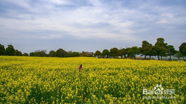 十里菜花十里桃花 莲花岛的春天美如仙境