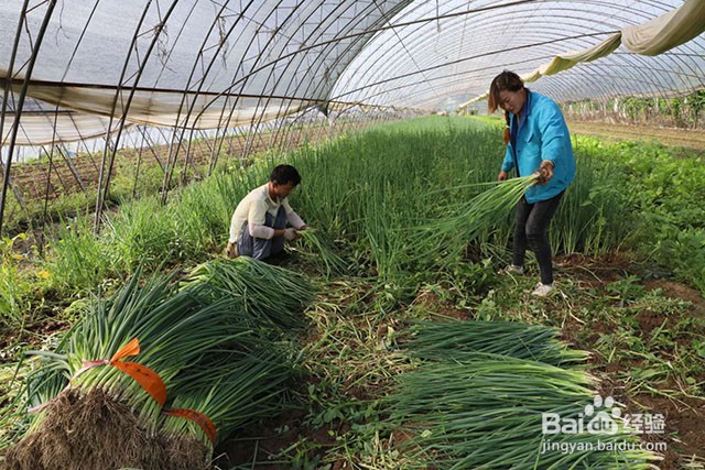 香葱重茬病害的原因和香葱重茬病害的防治方法