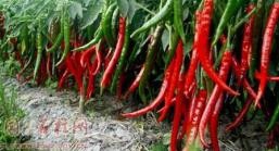 辣椒多姿多样