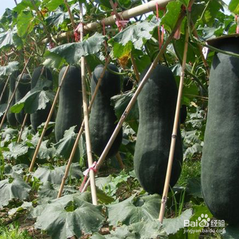 低卡食物可以解决下肢肥胖臀部腿部脂肪大量堆积