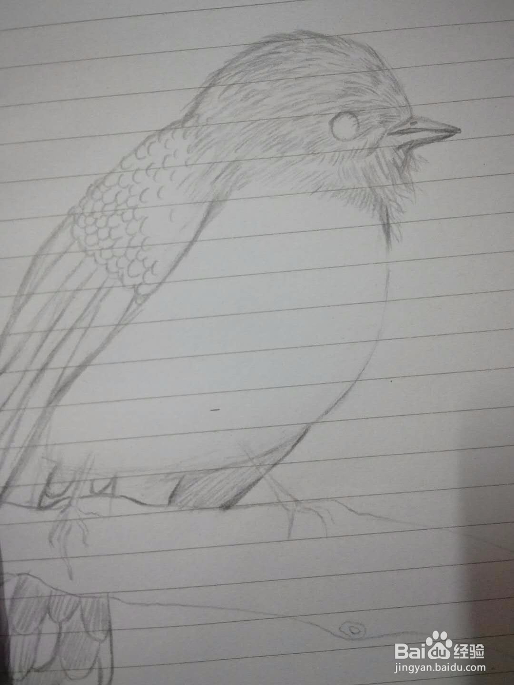 《小鸟思思》插画速写教程