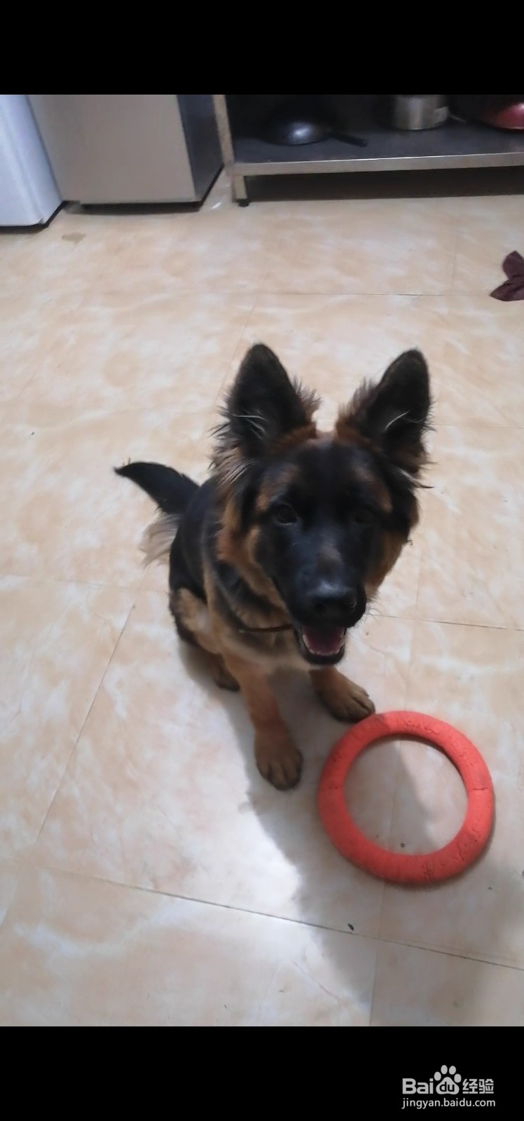 怎样驯服狗认你为主人