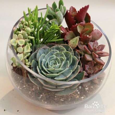 自己打造多肉植物景观