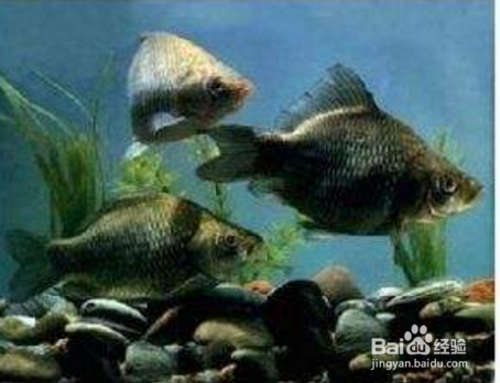 清洁地球的小动物