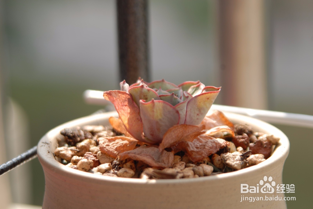 多肉叶子软了怎么办