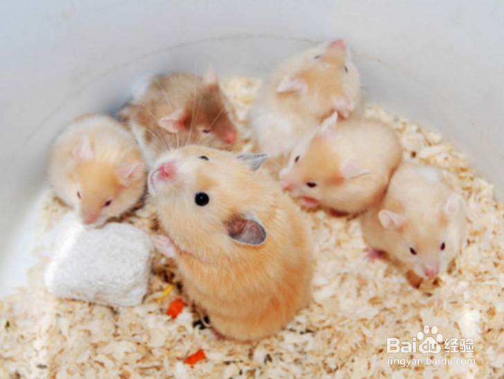 养仓鼠为什么比养猫好？仓鼠有老鼠那么讨厌吗