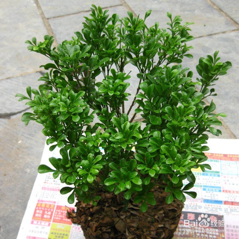 这6种植物能除甲醛，你知道吗？