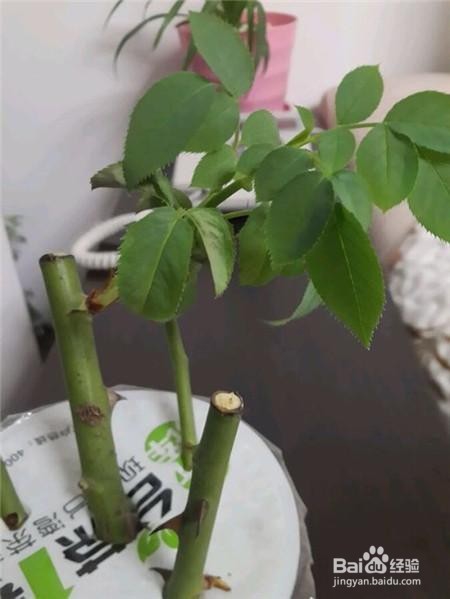 有叶子的枝条能水培吗